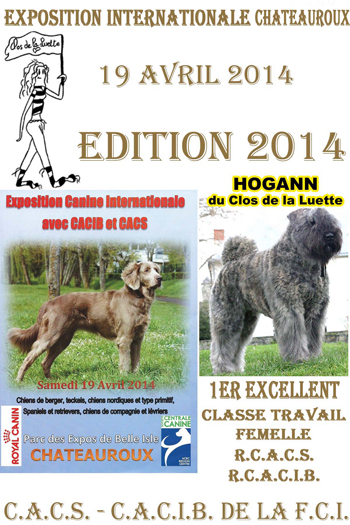 HOGANN du Clos de la Luette © Elevage de Bouvier des Flandres du Clos de la Luette Copyright